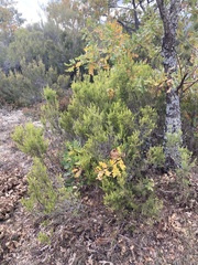 Erica arborea