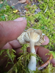 Clitocybe rivulosa