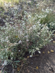 Symphyotrichum falcatum