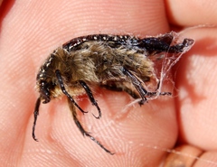 Trichostetha bicolor