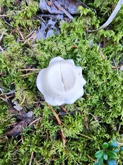 Clitocybe rivulosa