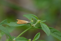 Scirpophaga incertulas
