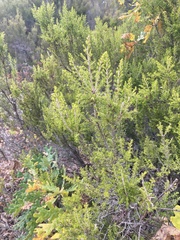Erica arborea