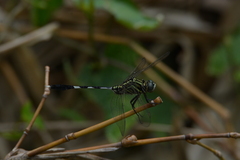 Orthetrum sabina