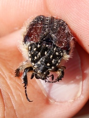 Trichostetha bicolor