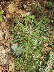 Pinus rigida