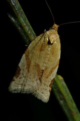 Paramesia gnomana