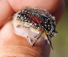 Trichostetha bicolor