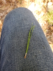 Pinus rigida
