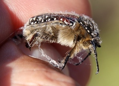 Trichostetha bicolor