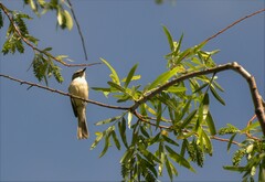 Serpophaga subcristata