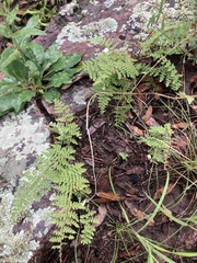 Myriopteris fendleri