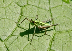 Gomphomastax clavata