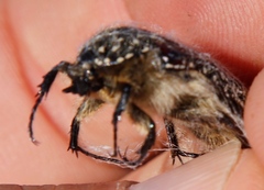 Trichostetha bicolor