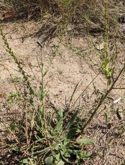 Oenothera curtiflora