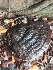 Ganoderma resinaceum