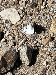 Pontia occidentalis