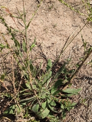 Oenothera curtiflora