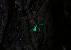 Episinus