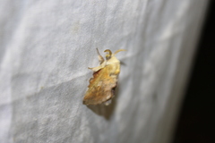 Phyllodesma americana