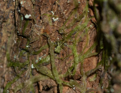 Episinus