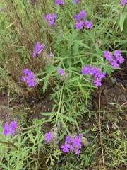 Glandularia chiricahensis