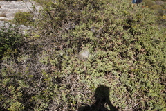 Stegodyphus dumicola