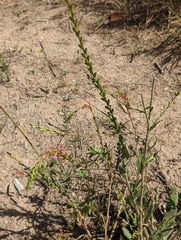 Oenothera curtiflora