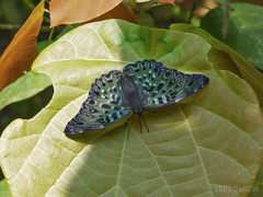 Dichorragia nesimachus deiokes