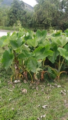 Xanthosoma sagittifolium