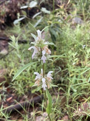 Monarda pectinata