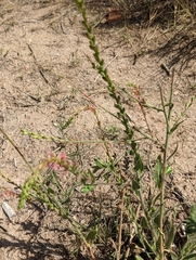 Oenothera curtiflora