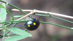 Labidomera suturella