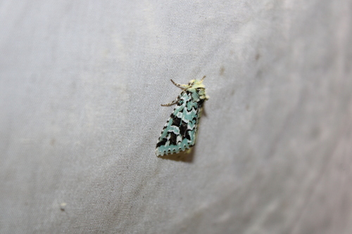 Comstock's Sallow photo 6