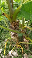 Xanthosoma sagittifolium