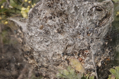 Stegodyphus dumicola