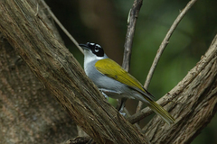 Phaenicophilus palmarum