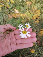 Tripleurospermum hookeri