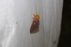 Anisota virginiensis