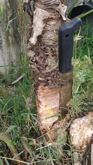 Xanthosoma sagittifolium