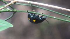 Labidomera suturella