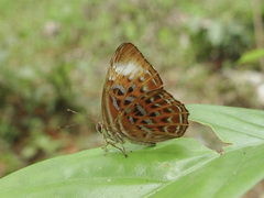 Taxila haquinus