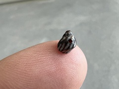 Echinolittorina ziczac