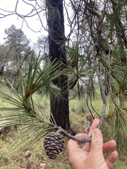 Pinus leiophylla