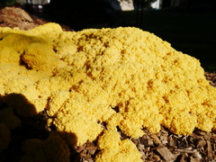 Fuligo septica