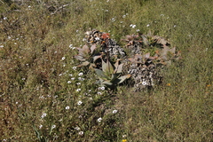 Aloe × schimperi