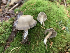 Lyophyllaceae