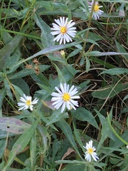 Symphyotrichum lanceolatum