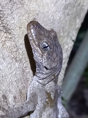 Mokopirirakau granulatus