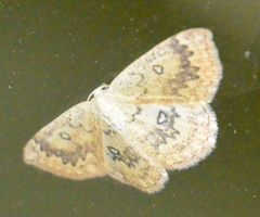 Cyclophora annularia